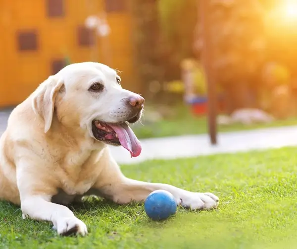 Dog laying on grass with blue ball