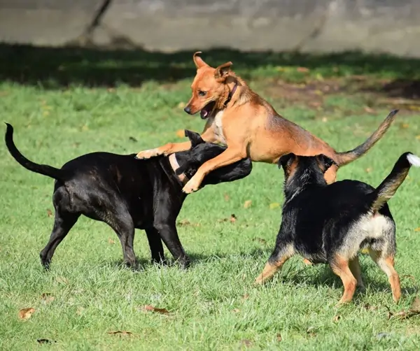 Dogs playing in dog park