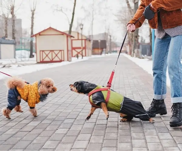 Dogs on leashes